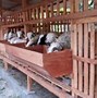 Kandang Kambing Ukuran 3 Meter